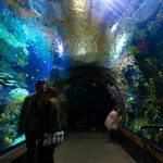 Oceanium w Rotterdamie zabiera nas do fascynującego podwodnego świata