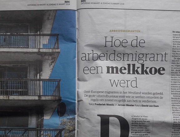 NRC_ Migrant dojna krowa w Holandii_2